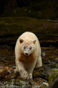 GREAT BEAR RAINFOREST - COASTAL BRITISH COLUMBIA
